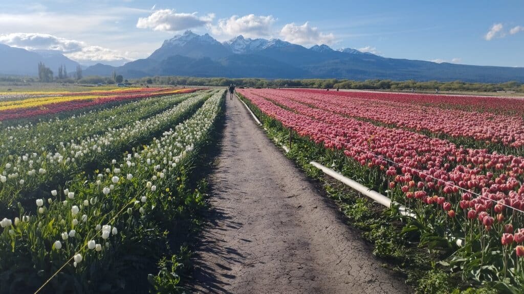 Campo de Tulipanes